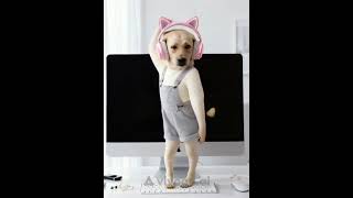 FunnyDog​ #FunnyAnimal​ #DiscoveryPlusIndia​ #doglover​ #dogvideo​ #dogshorts​