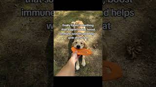 Filing the gaps #puppy #goldenretriever #getbuddy #dogallergies #dogmom #pets #ads #dogsforever