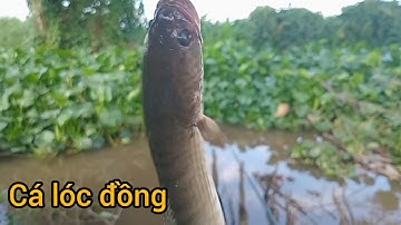 Câu cá giải trí địa điểm con kênh lục Bình con nước đục: cuộc sống cô đơn fishing