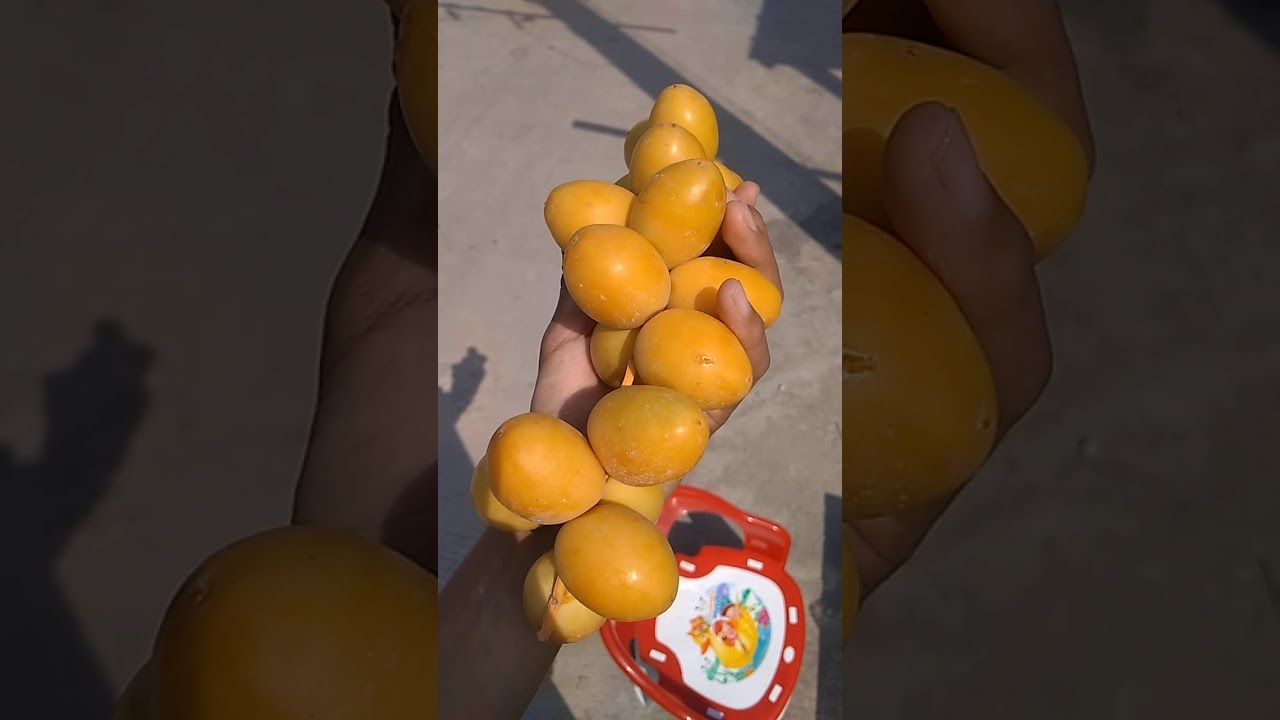 Kurma muda 