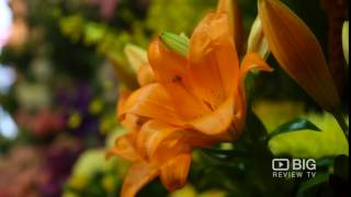 BG Flowers Flower Shop Melbourne for Florist and Flower Designs