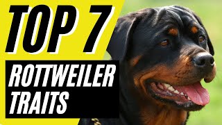 7 Traits That Make Rottweiler Dog Amazing - Rottweilers 101