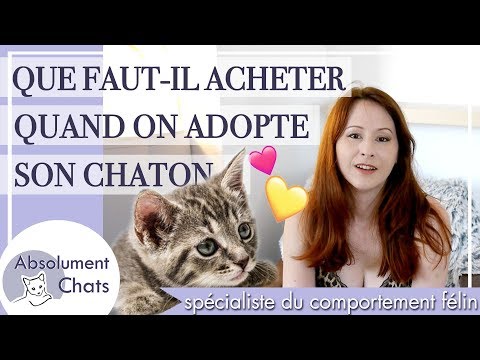 Vidéo: 18 choses que les gens qui ont grandi avec les chats comprendront