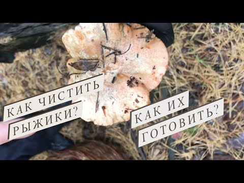 Как чистить рыжики? Как их готовить? Едим свежие рыжики.