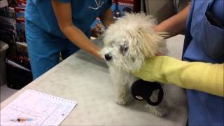 Zoey, the toy poodle gets a bordetella shot at Petco