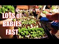 HOW TO GROW Succulents FAST Indoor LEAF PROPAGATION & WATERING
