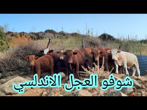 يوميات راعي الماعيز في الاندلس كيف يتم تسمين العجول باعلاف غير مكلفه وطبيعيه