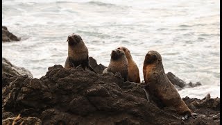 Sheltering New Zealand’s Sea Lion - Part 1