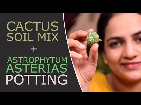 How to make Cactus Soil Mix + Potting of Astrophytum Asterias cacti | Cactus Soil | Gardening tips