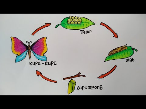 Cara menggambar perkembangbiakan kupu kupu || Cara menggambar daur hidup kupu kupu