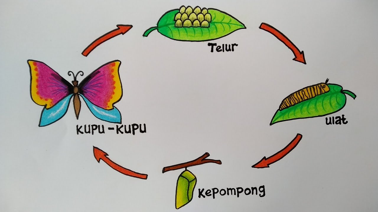 Bagaimana cara perkembangbiakan kupu-kupu