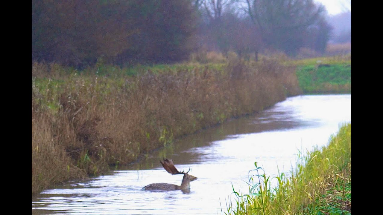 Damherten Lauwersmeer