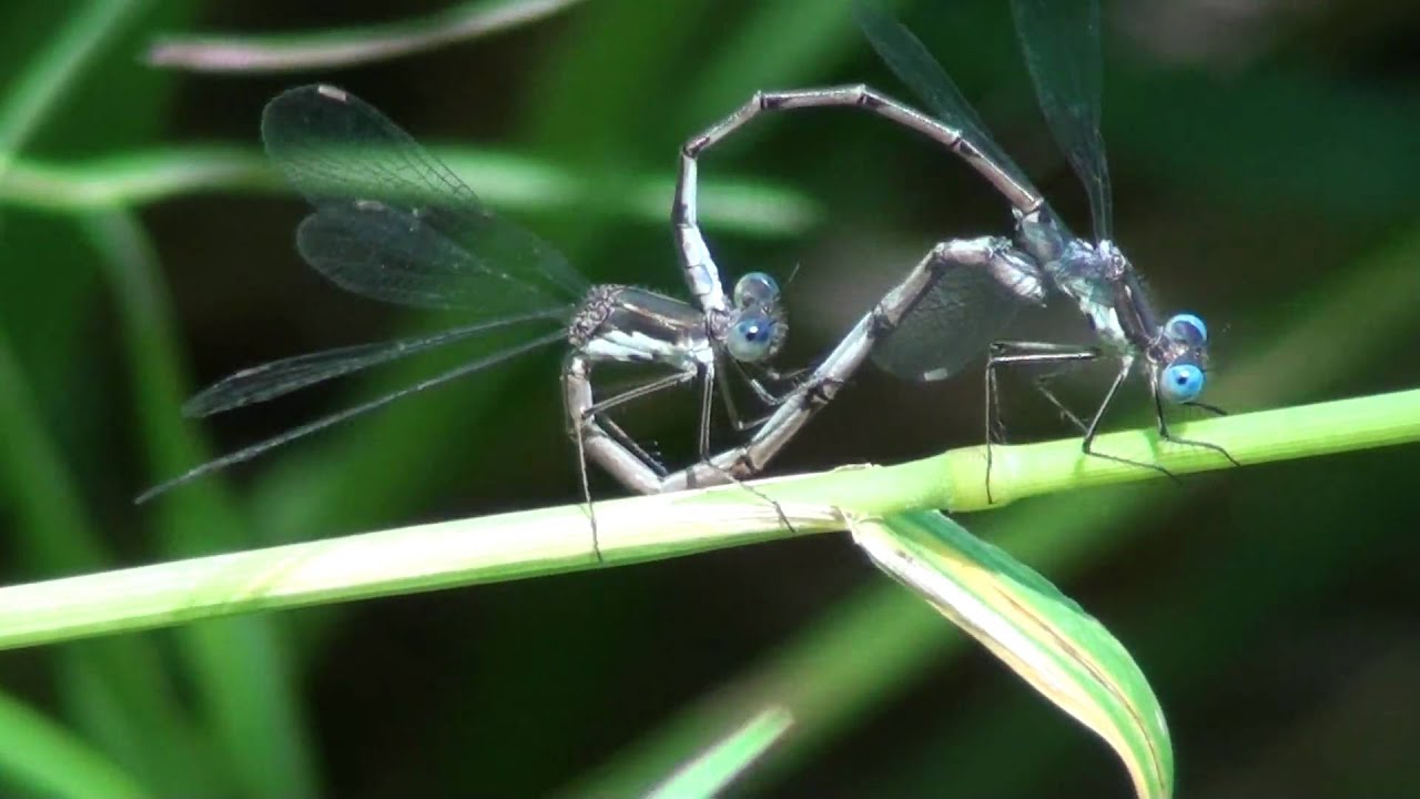 Slender Spreadwing (Lestidae: Lestes rectangularis) Mating