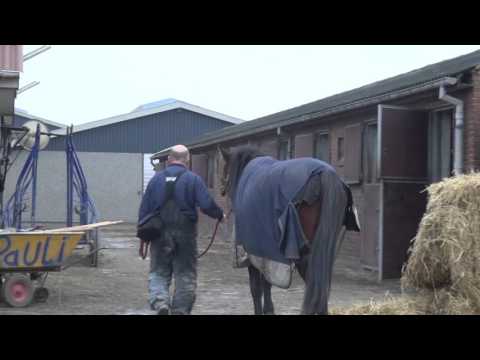 Video: Fortjener Hestevæddeløb Din Støtte?