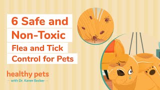 6 Safe and Non-Toxic Flea and Tick Control for Pets