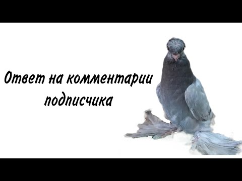 Ответ на комментарии и разговор о узбекских голубях/номер87012184683