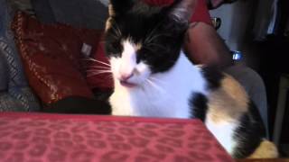 My kitty going to sleep suckling air