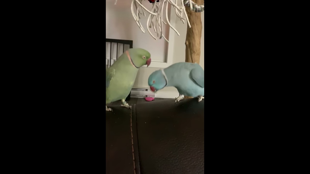 Parrot Brothers