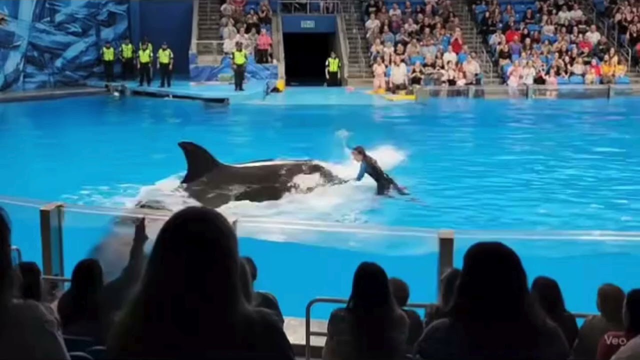 حوت الأوركا يقتل المدربة! 🐋💀حقيقة قصة الأوركا والمدربة الوهمية