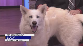Pet Rescue Crew: meet Lucy