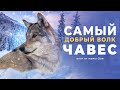 Самый добрый волк Чавес.  Vlog от Мамы Оли.