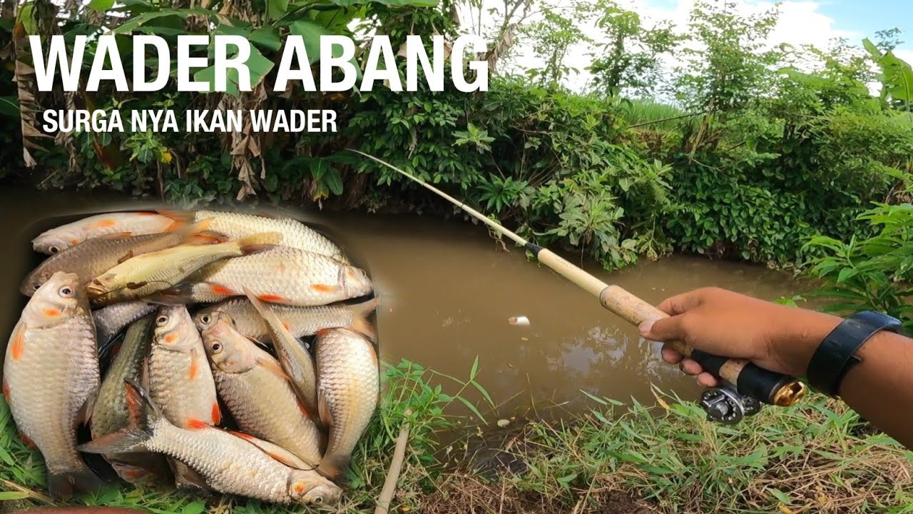AKIBAT BANJIR‼️RIBUAN IKAN MASUK KE PARIT KECIL || MANCING AUTO PANEN