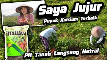 ‼️‼️Cara Mengatasi PH Tanah Asam Dengan Cepat‼️Pupuk Paling Bagus Untuk Tanah Asam ✅ Pupuk Kalsium‼️