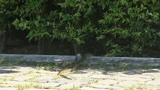 QMG Shock! Dangerous Rat Snake under the Sunbed Koh Samui!
