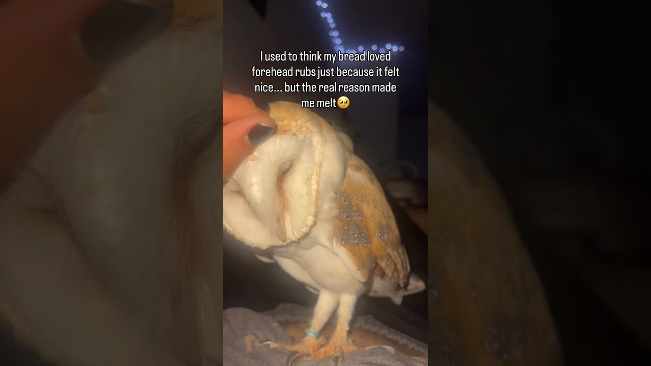 My baby, my bread, my marshmallow 🤍🤎🦉💔✨ 