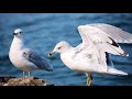 Full Audio Book Jonathan Livingston Seagull By Richard Bach Timeless Spiritual Classic 