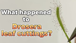 Timelapse Plant Drosera Capensis In Growth Leaf Cutting