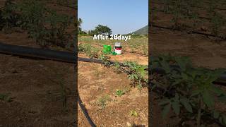 టమోటా డెవలప్మెంట్ 🌱tomato development #farming #viral #farmer #fyp #tomato #agriculture #dailyvlog