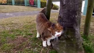 木にスリスリする野良猫がカワイイ