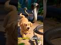 Two Black Cobras vs One Yellow Dog… The Cat Survived Because of Him 😭🐍 #petcomedy #youtubeshorts