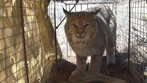 Another bobcat in a double door trap