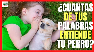 ¿Qué palabras entienden los perros?