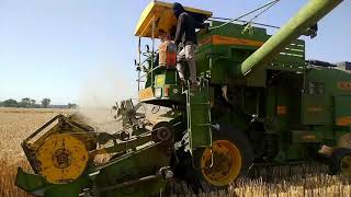 Kalsi 999 Combine Wheat ? Harvesting