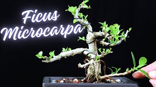 Ficus Microcarpa Pruned Repotted with update 6 year old cutting