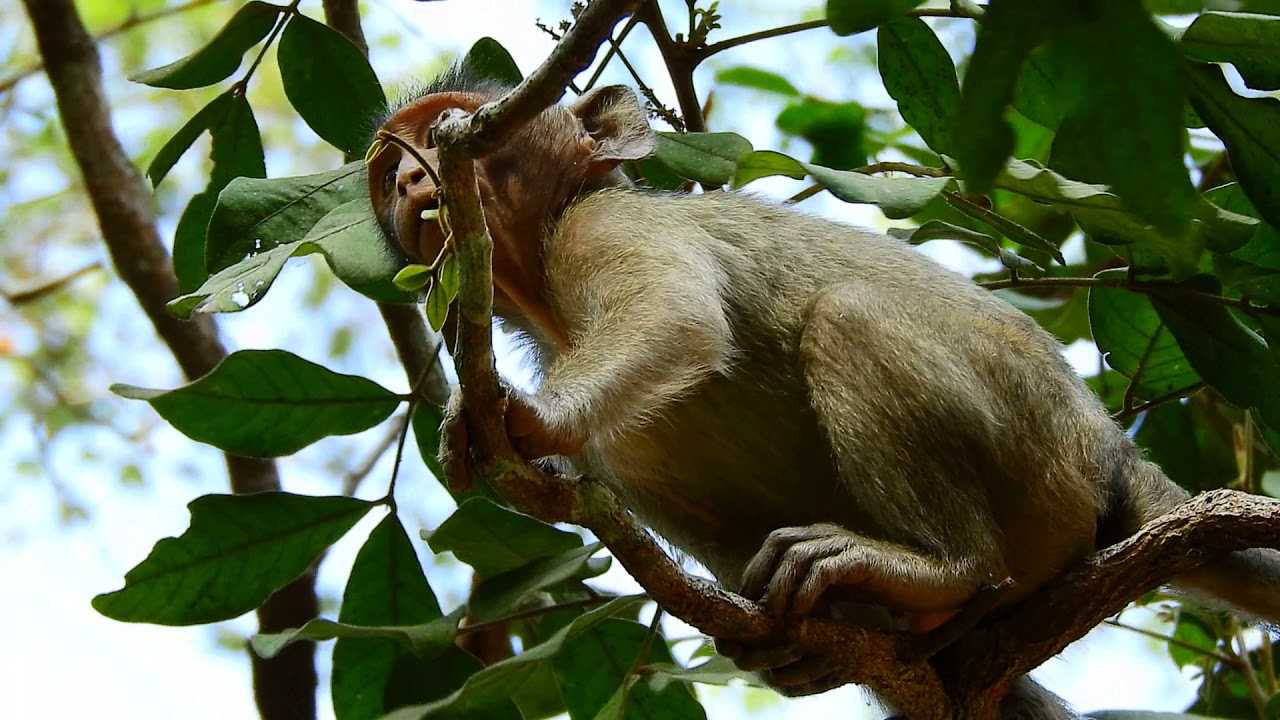 happy monkey münster speisekarte timo is clever monkey and happy all time ,a minute Timo left from tima to happy on the tree,