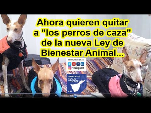 🔴 NO EXCLUYAN 🔴 A LOS PERROS DE CAZA DE LA LEY DE BIENESTAR ANIMAL  Tenerife 2022 - YouTube
