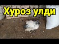 Нима сабабдан хуроз улди? Урдаклар улмайдими