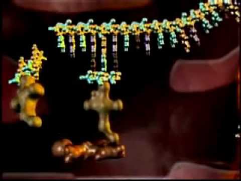 ცილის სინთეზი