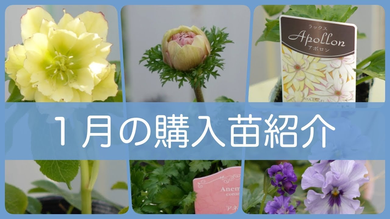 1月の購入苗紹介｜クリスマスローズ、アネモネ、ラナンキュラスラックス、ビオラ、ローダンセマム