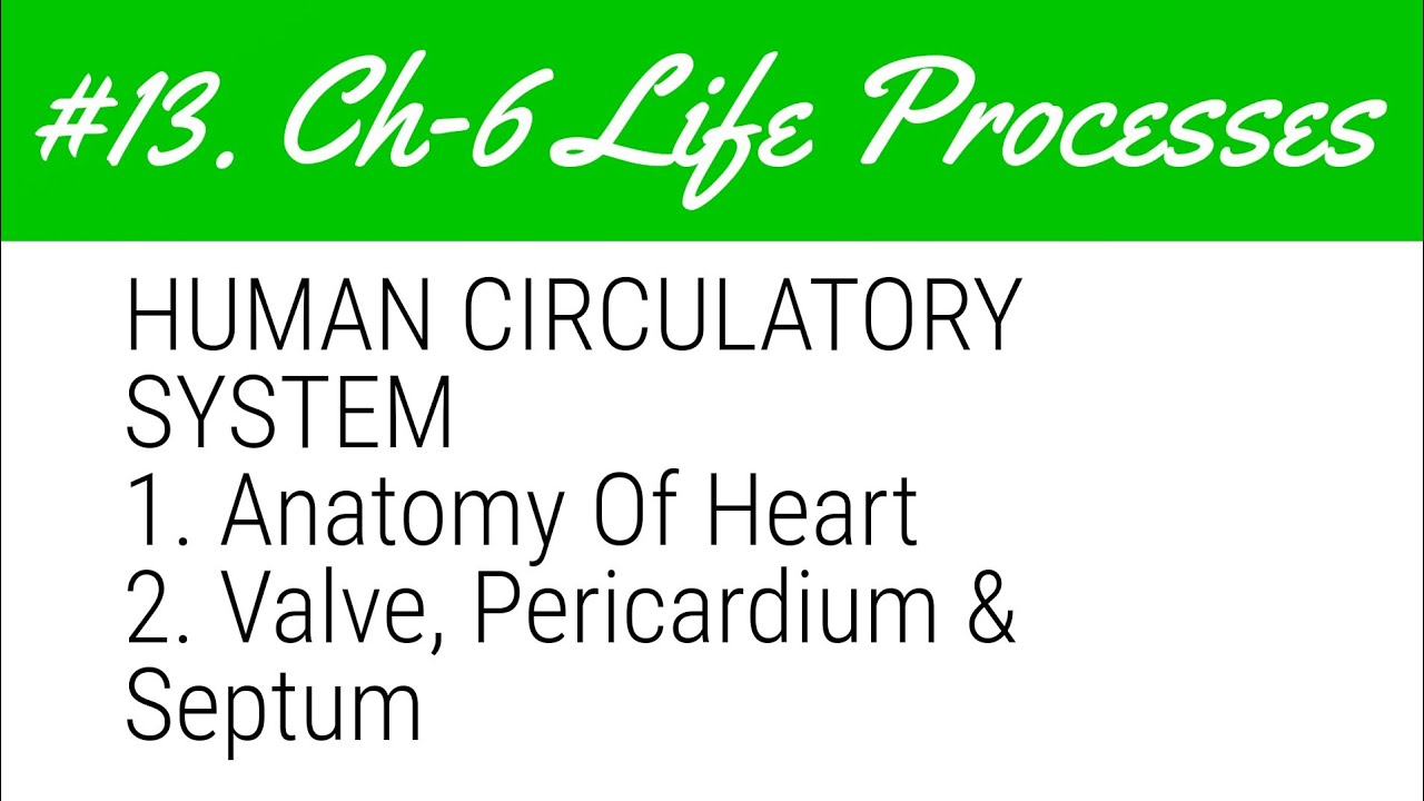 Human Circulatory System || Anatomy Of Heart || Valve, Pericardium