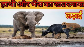 Elephant fight buffalo || crocodile attack electric fish || fox video || danger animal video ||