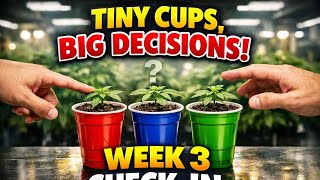 SOLAUTO Cup Week 3 – Tiny Cups, Big Decisions | Anything Can Happen