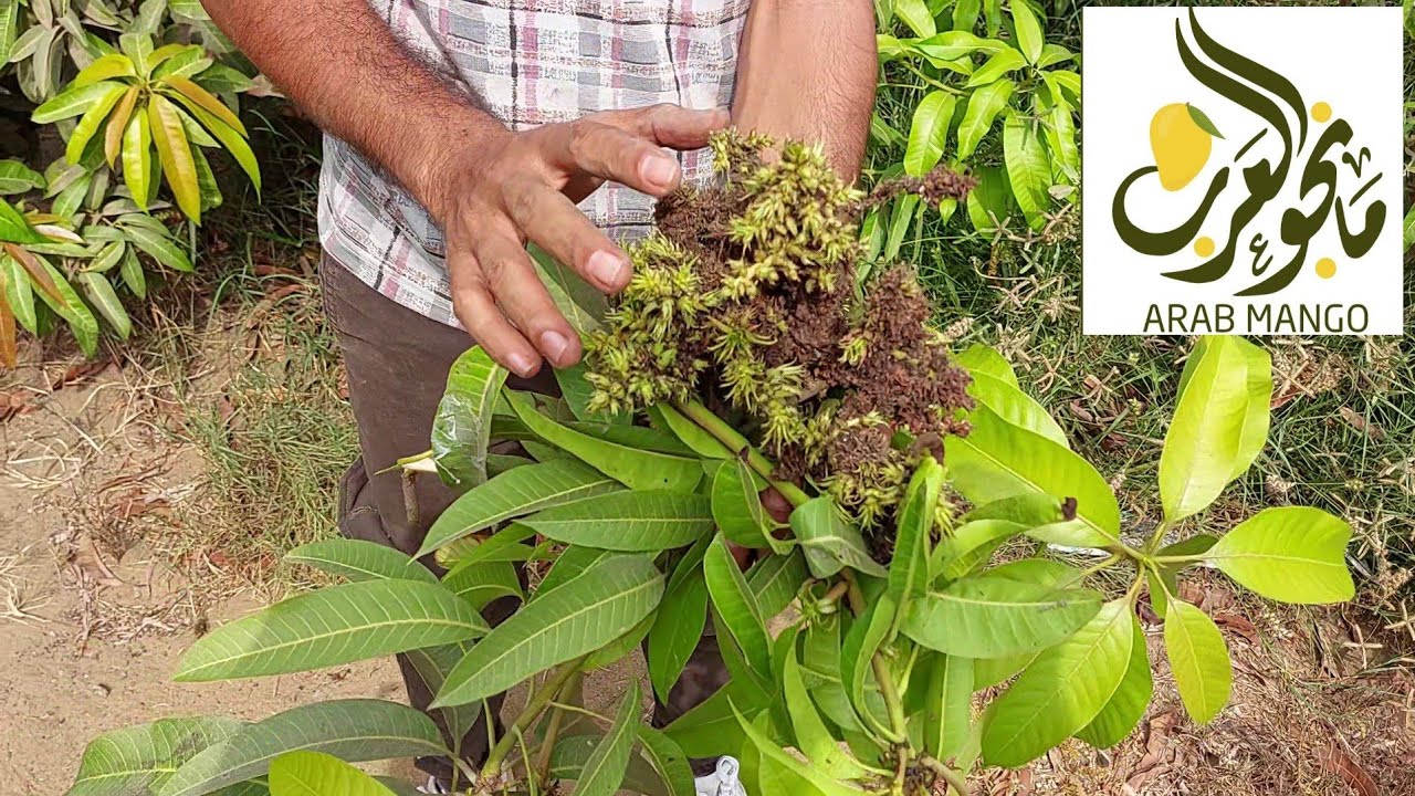 الفرق بين التكتل الخضري و الزهري في المانجو و تأثيره علي قلة أنتاج المانجو | Arab mango