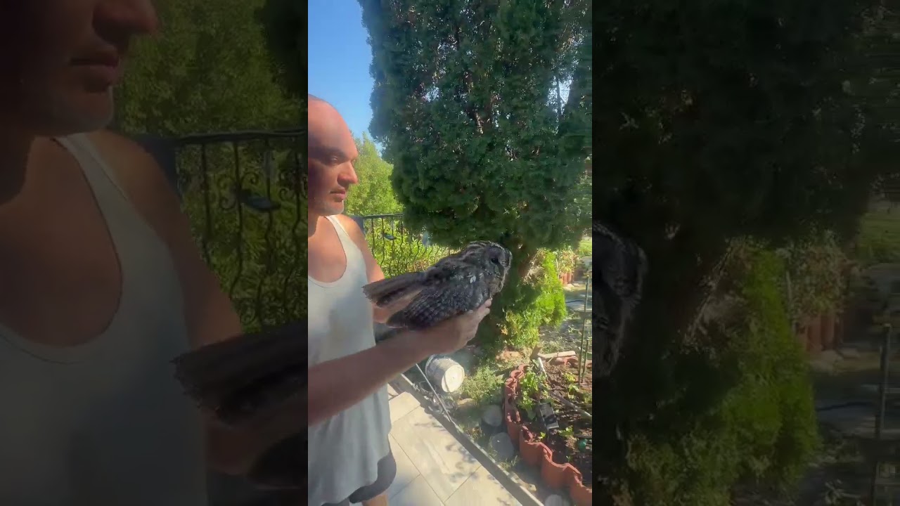 Δεν θέλει να πετάξει ο χουχουριστής (Strix aluco).