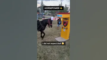 HORSE VS PUNCH MACHINE - Who Will Win?!