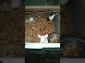 Part6 Tikus Mencit Musmusculus Regenerasi Indukan